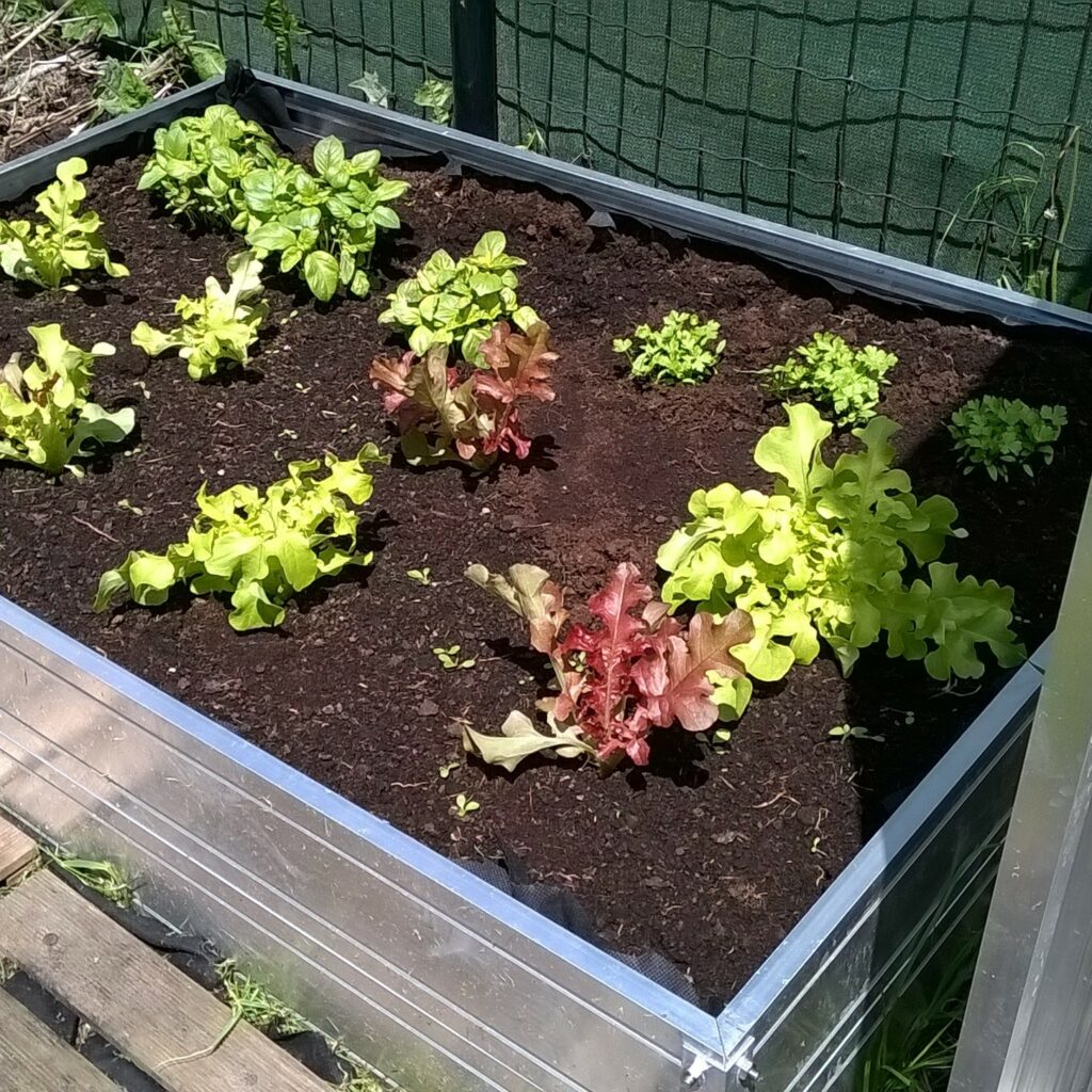 carr potager 2