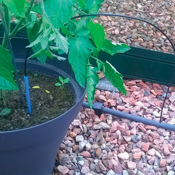 arrosage goute à goutte avec capillaire